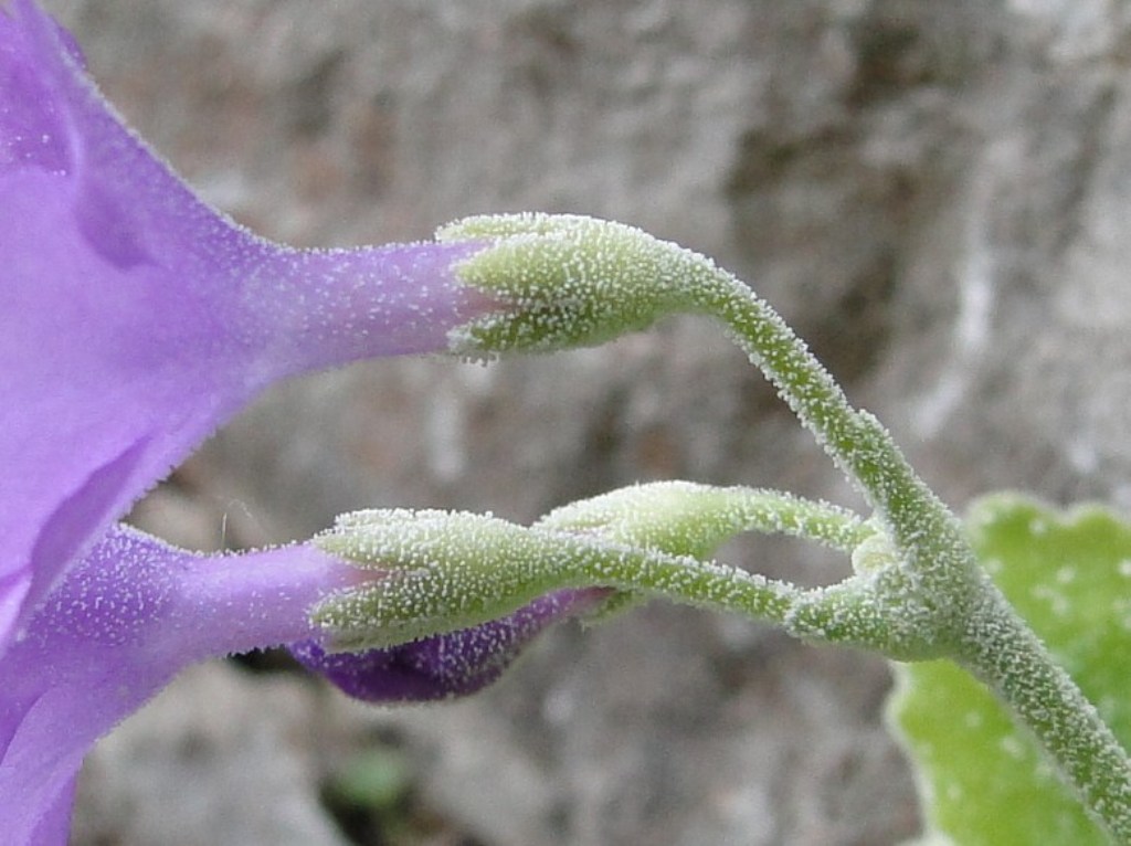 Primula albenensis / Primula del M. Alben